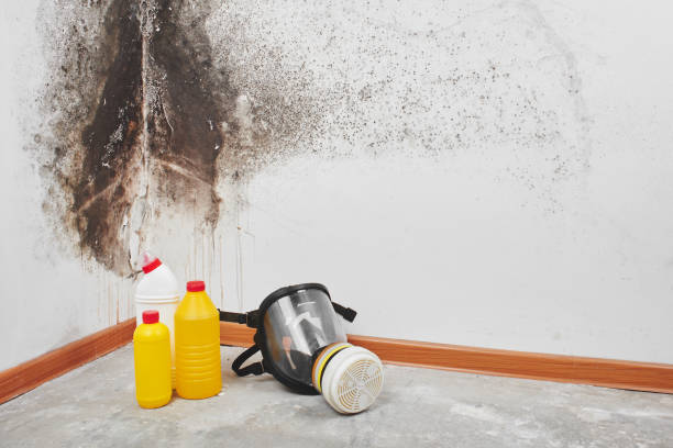 Best Home Mold Removal  in Elkhorn, WI