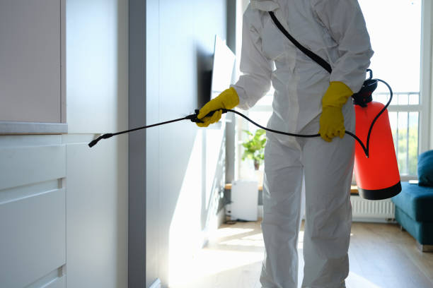 Best Fast Mold Removal  in Elkhorn, WI
