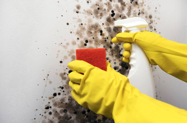 Mold Testing and Removal in Elkhorn, WI