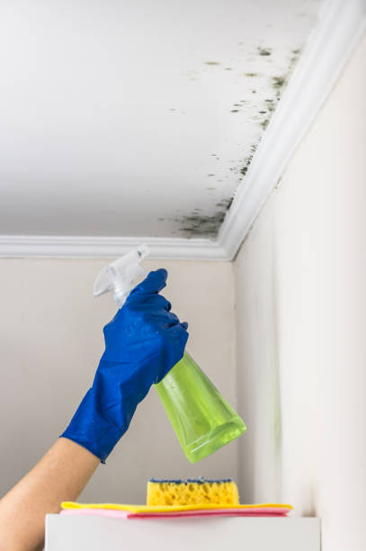 Best Mold Testing  in Elkhorn, WI